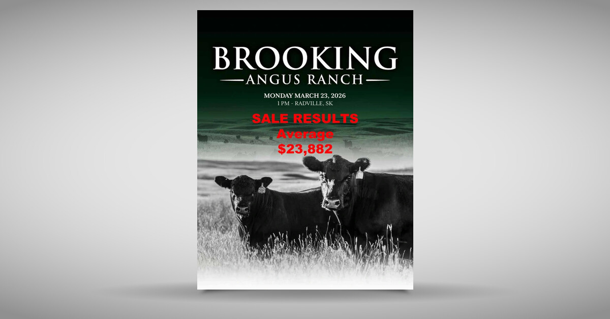 Brooking Angus Ranch 14th Annual Bull Sale 2026 : : RESULTS